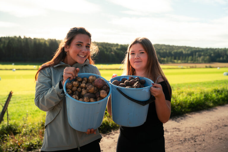 To jenter som høster poteter